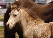 Heidar von Heidmoor h